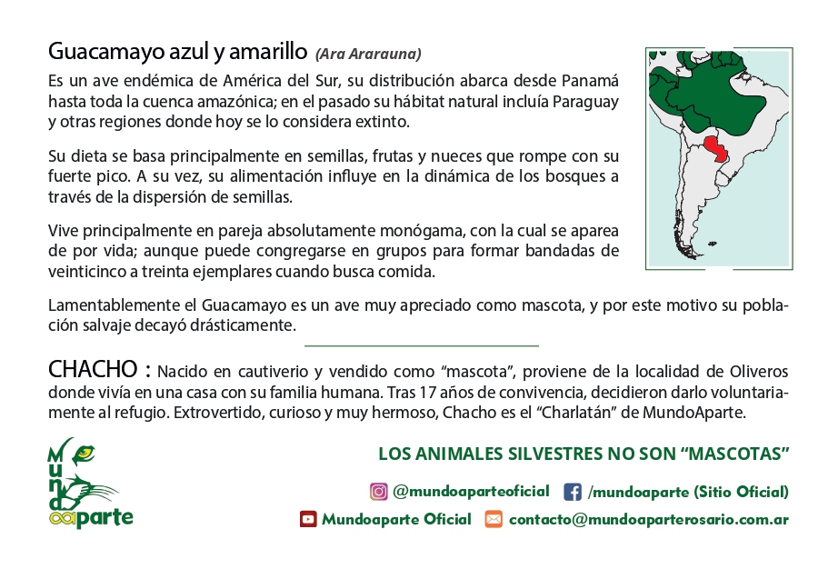 Chacho - Imagen trasera