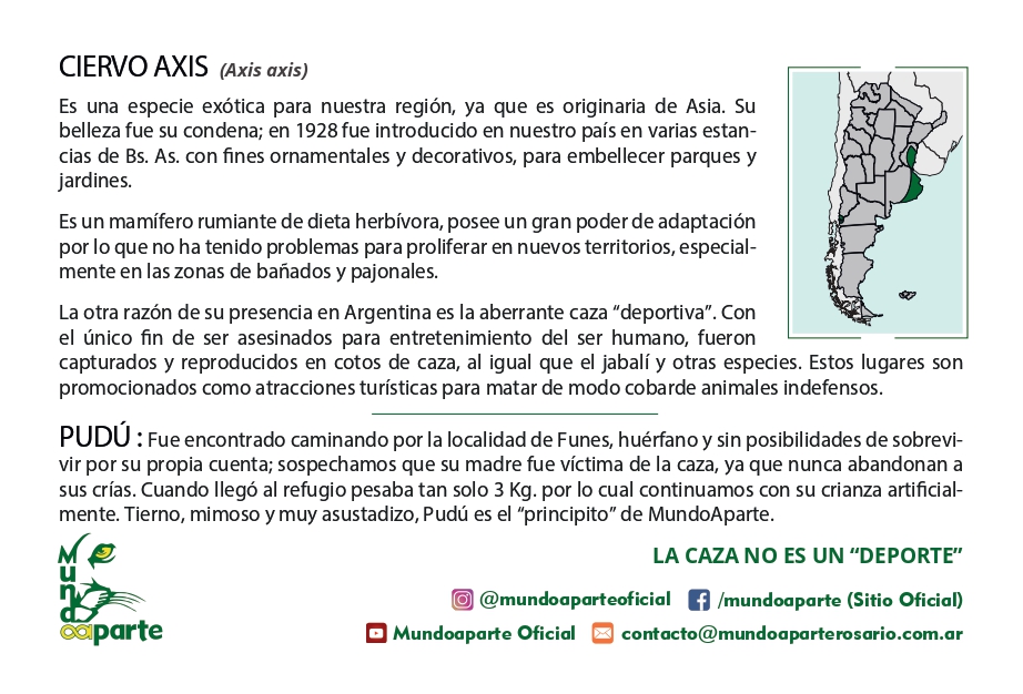 Ciervo Axis - Imagen trasera