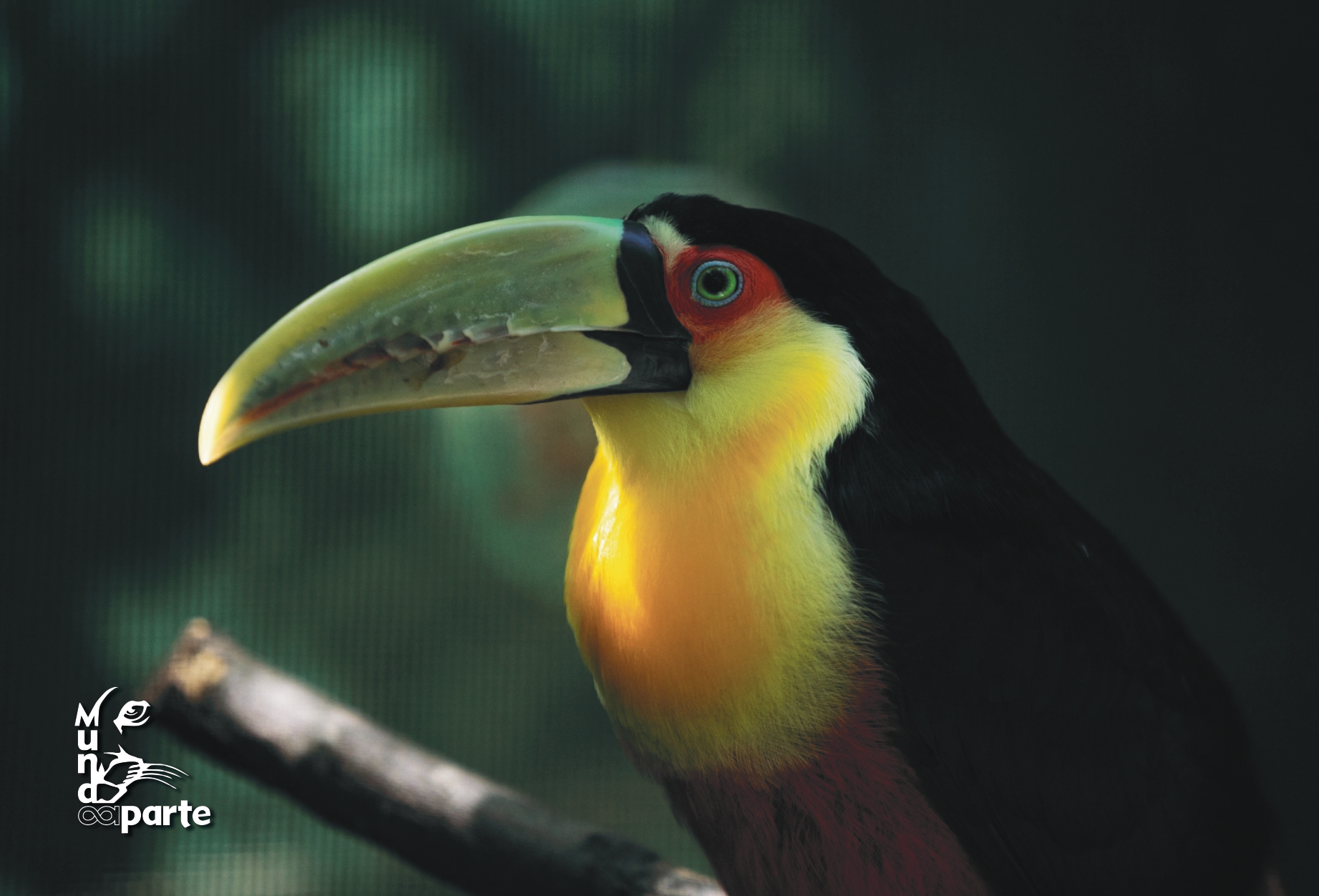 Tucan Pico Verde Tuqui